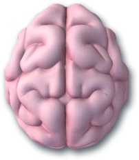 Brain Brain